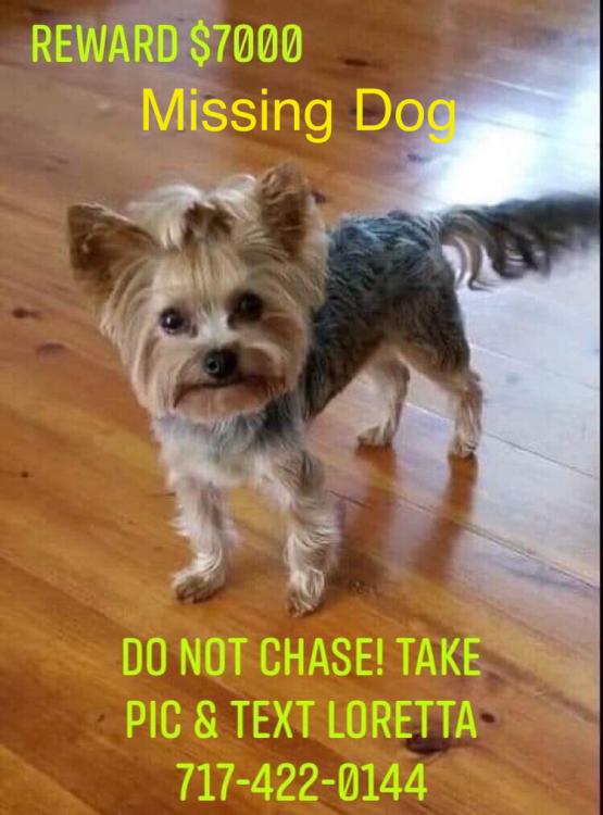 Image of Nevaeh, Lost Dog