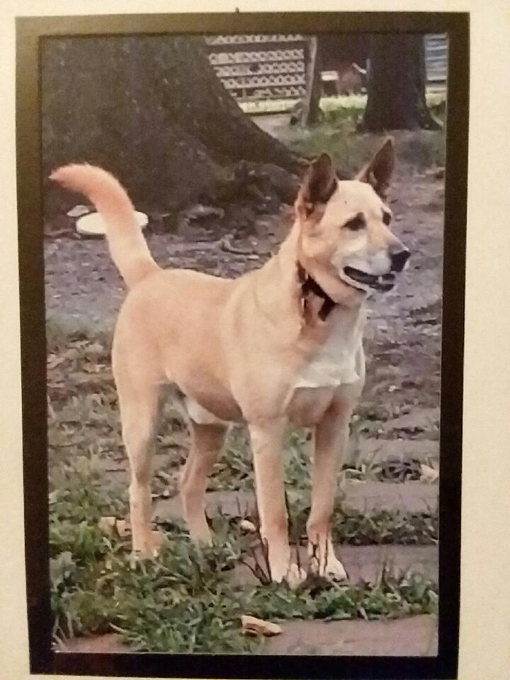 Image of Odie, Lost Dog
