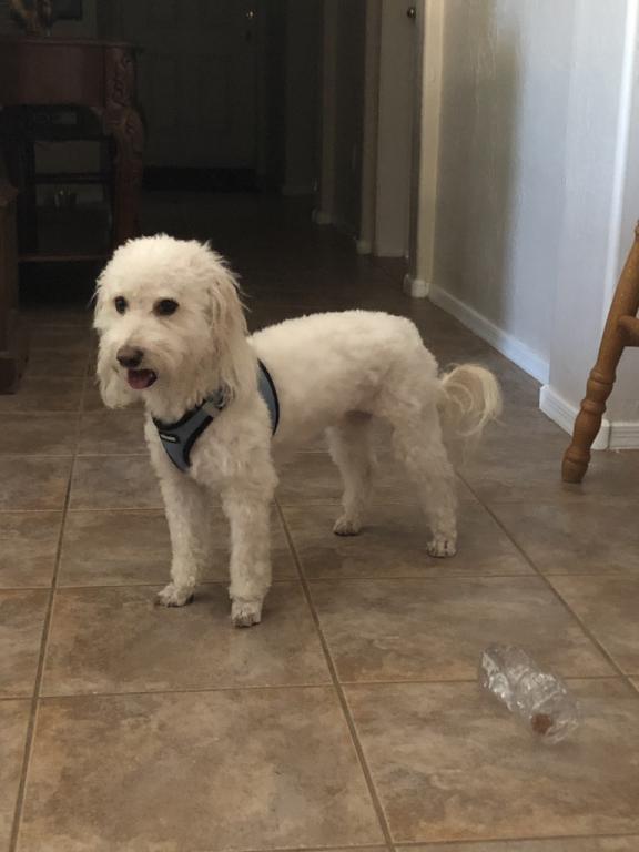 Image of Scooter, Lost Dog