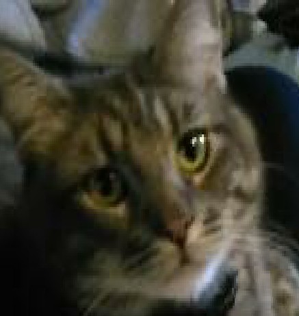 Image of Ozzy Ornelas, Lost Cat