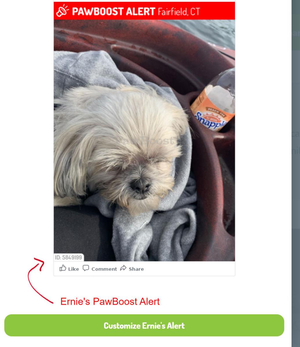 Image of Ernie, Lost Dog