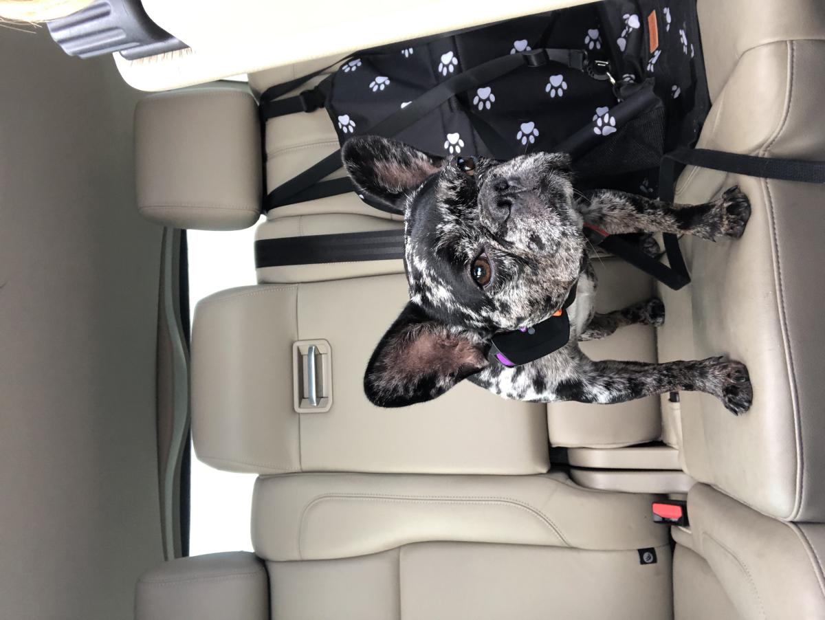 Lost Dog French Bulldog in AURORA, CO - Lost My Doggie