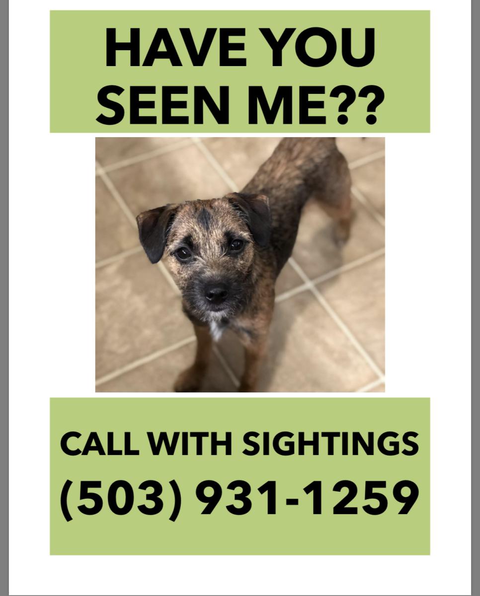 Image of Ruth, Lost Dog