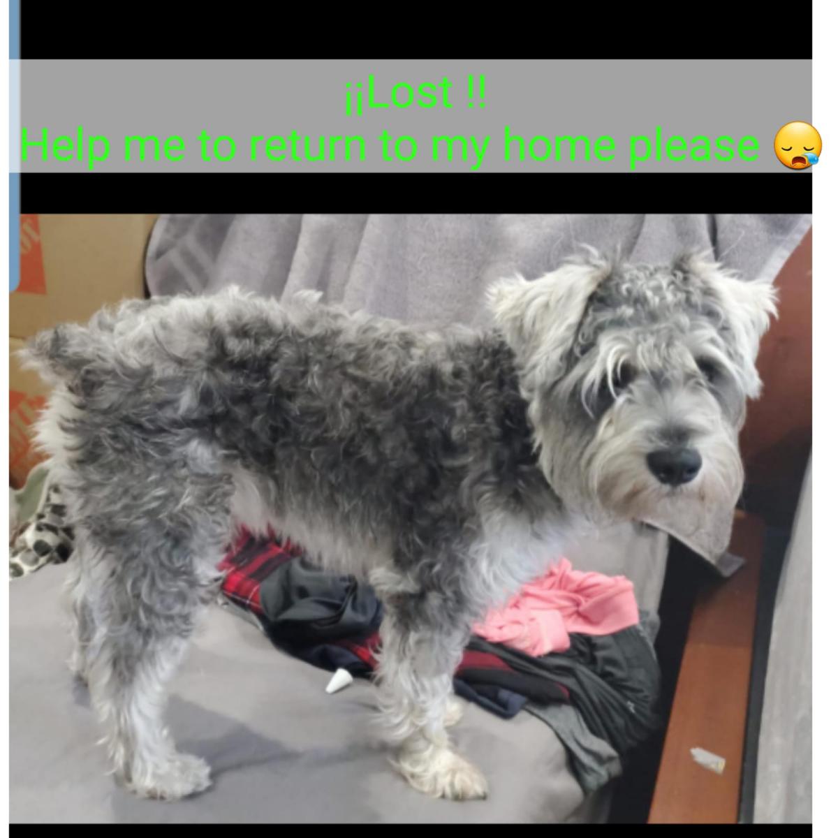 Image of lucho, Lost Dog