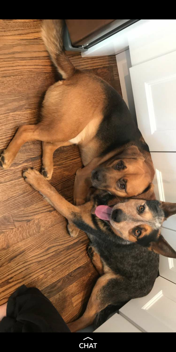 Image of Blue and Riley, Lost Dog