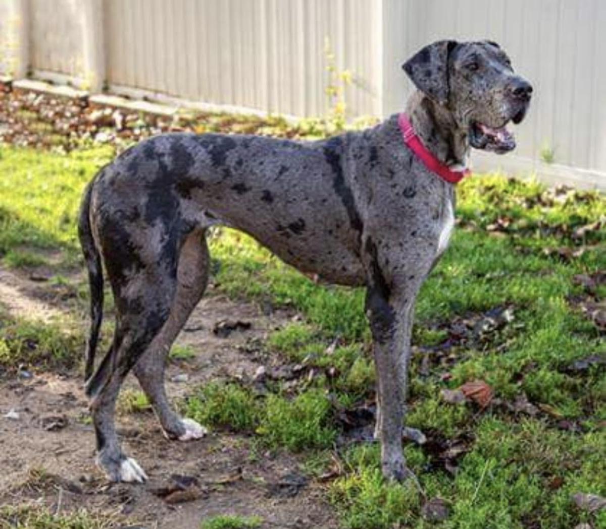 Great Dane White With Black Spots Photos All Recommendation