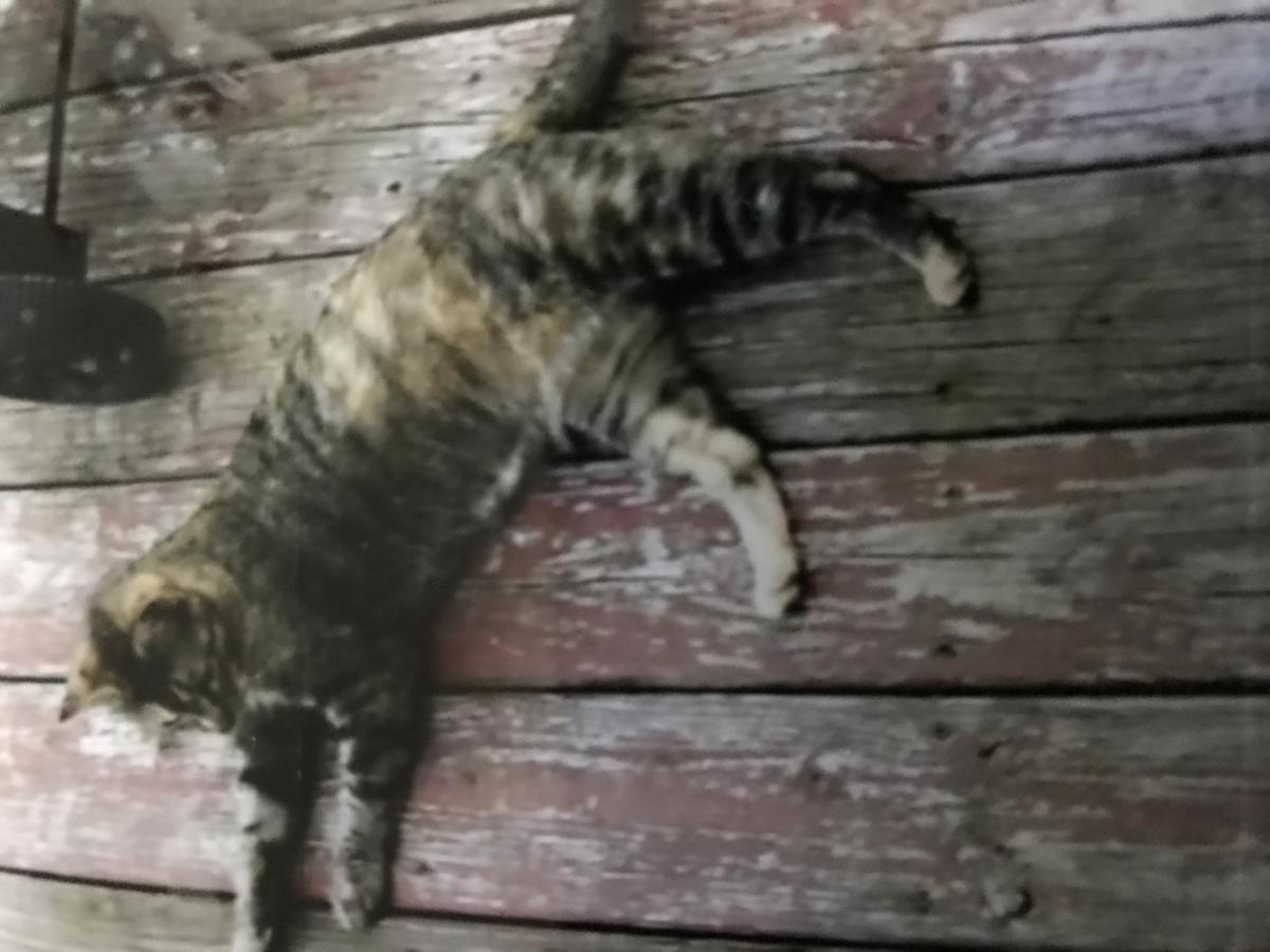 Image of Catsanova, Lost Cat