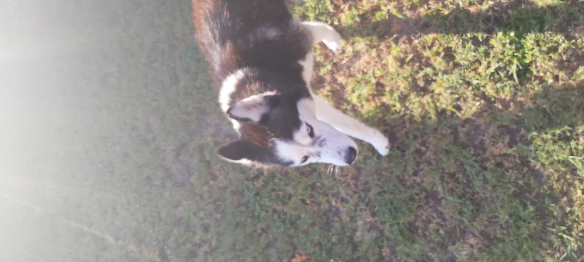 Image of Juno, Lost Dog