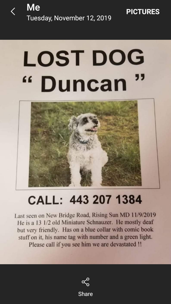 Image of Duncan, Lost Dog