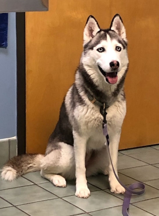 Lost Dog Siberian Husky in BROOMFIELD, CO - Lost My Doggie