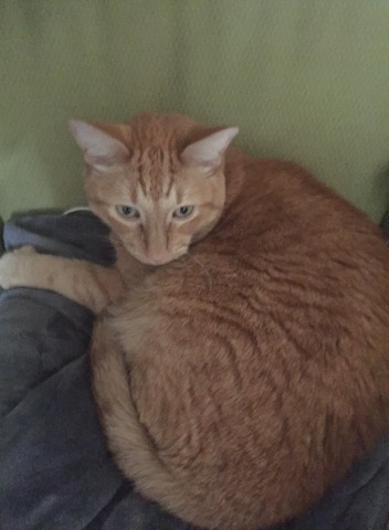Image of Wilson, Lost Cat
