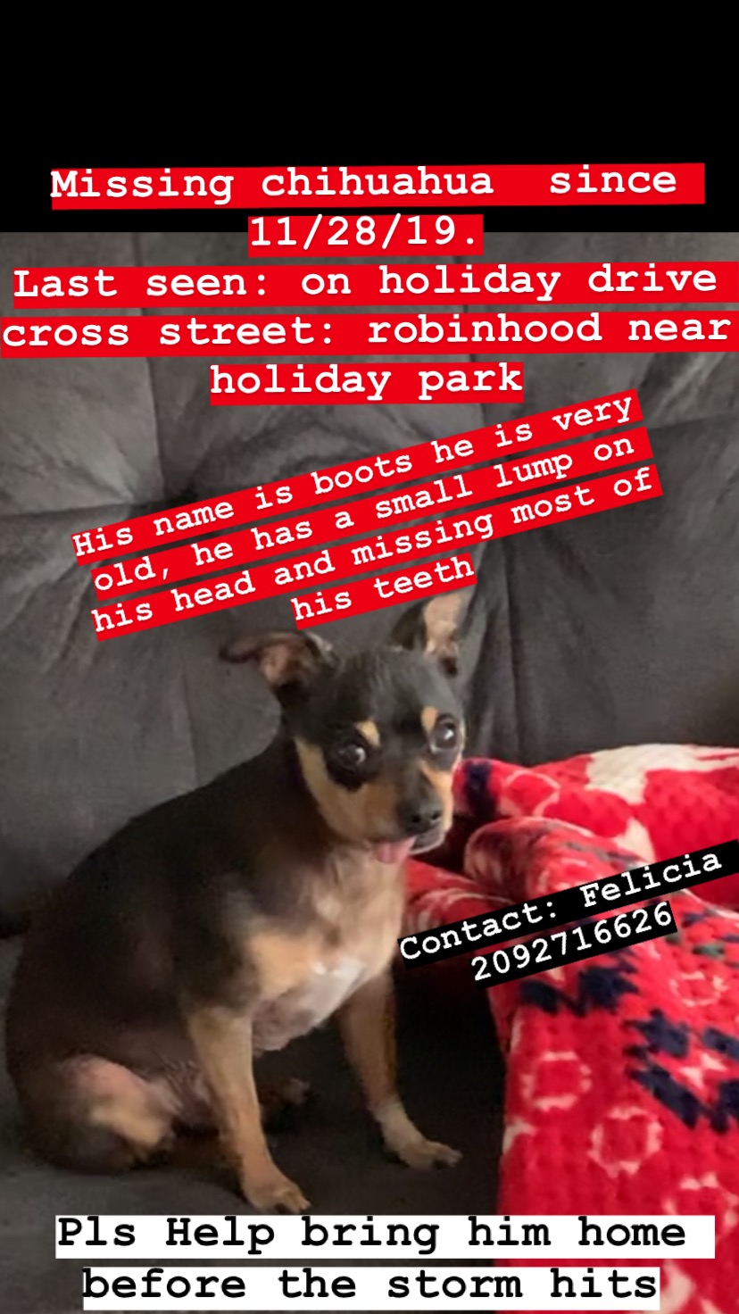 Image of Boots, Lost Dog