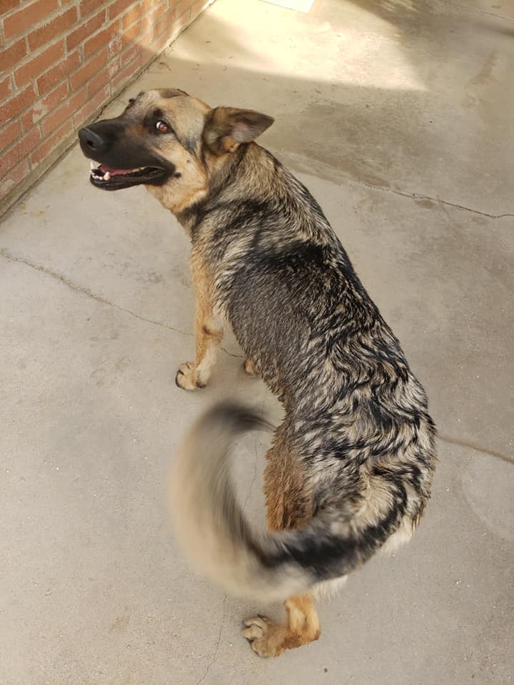 Image of Sierra, Lost Dog