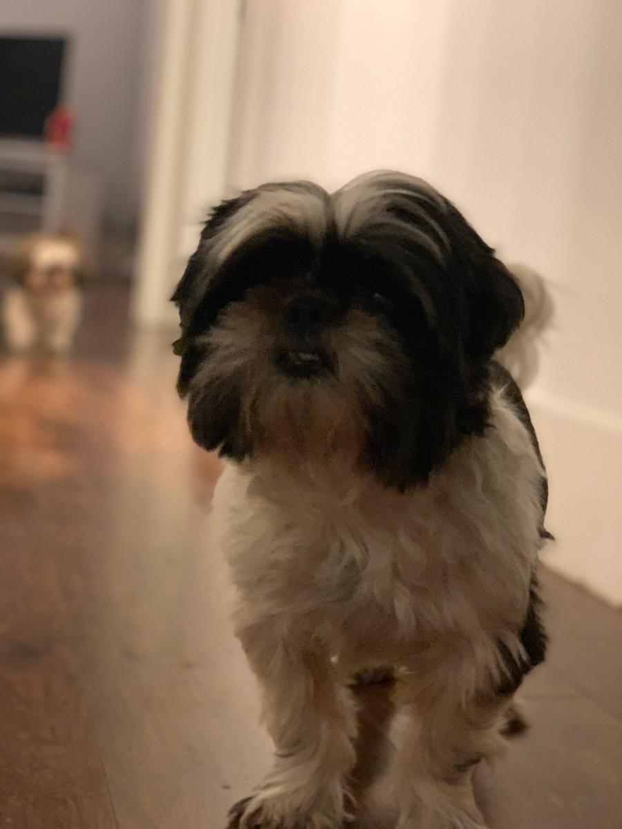 Image of gucci, Lost Dog