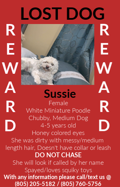 Image of Sussie, Lost Dog
