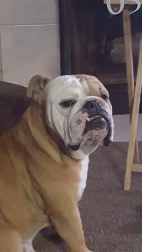 Lost Dog English Bulldog in KERMAN, CA Lost My Doggie