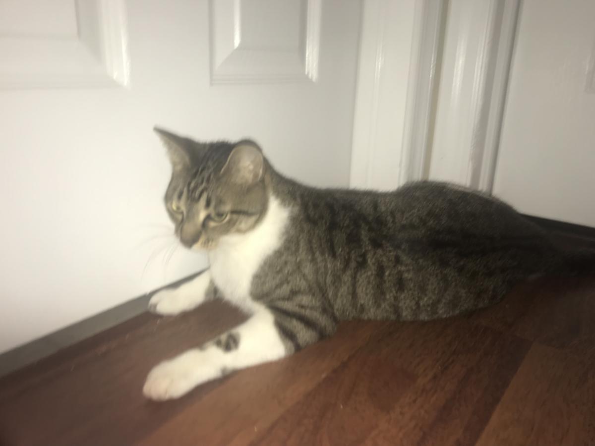 Image of Frannie, Lost Cat