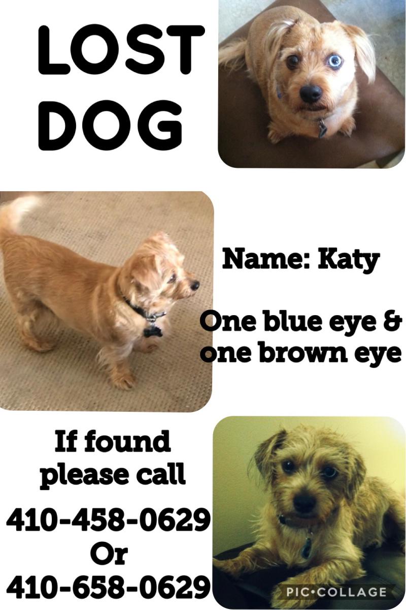 Image of Katy, Lost Dog
