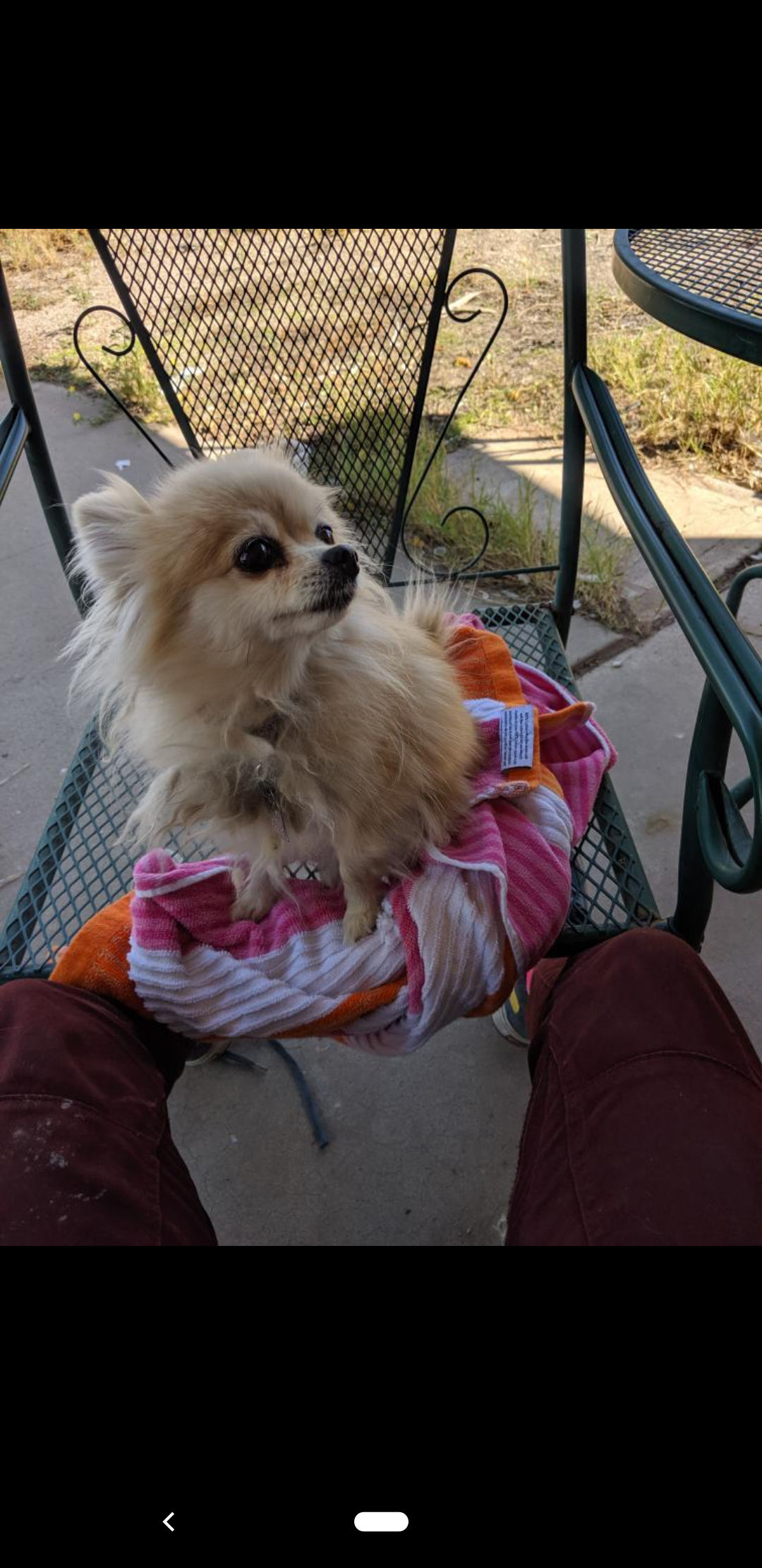 Image of Chikies, Lost Dog