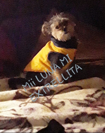 Image of Luna castillo, Lost Dog