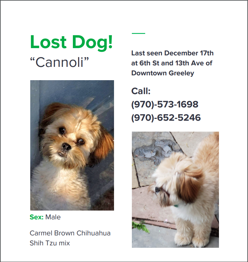 Image of Cannoli, Lost Dog