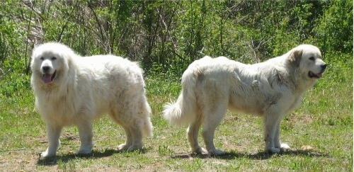 Image of Sugar and Rocky, Lost Dog