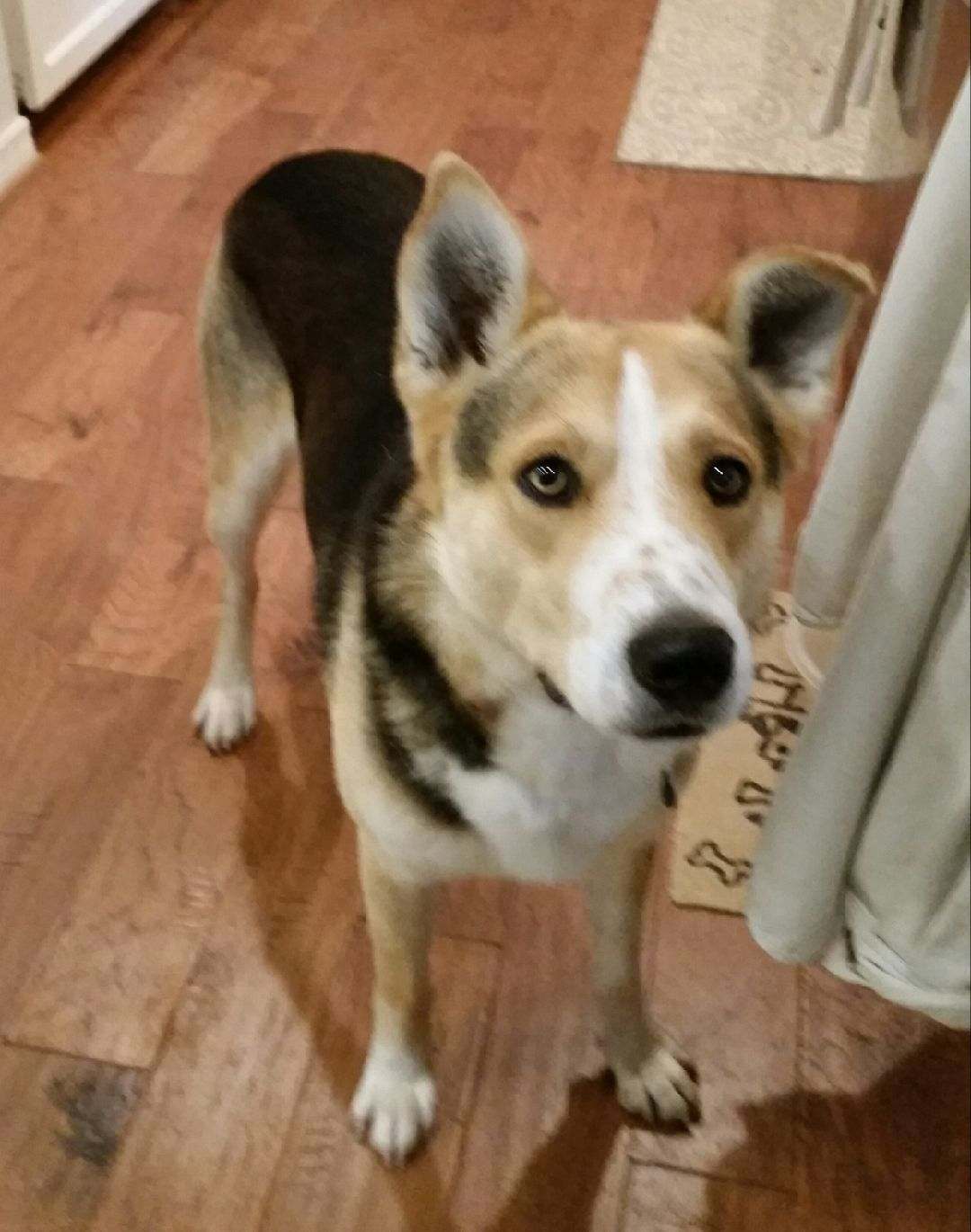 Image of Tippy, Lost Dog