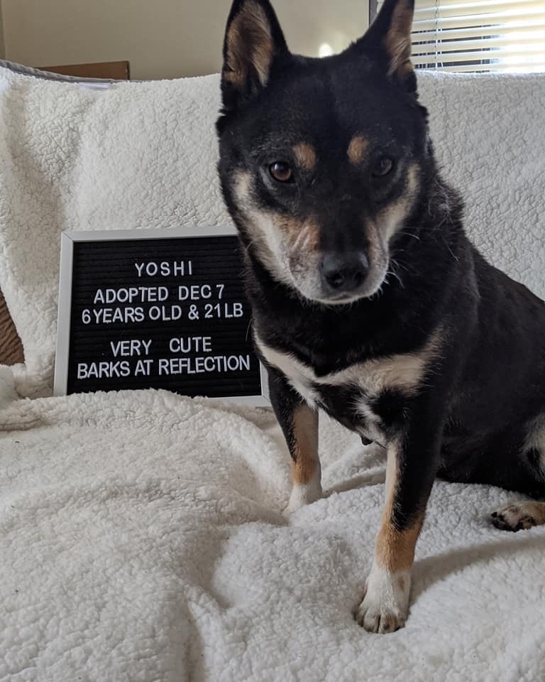 Image of Yoshi, Lost Dog