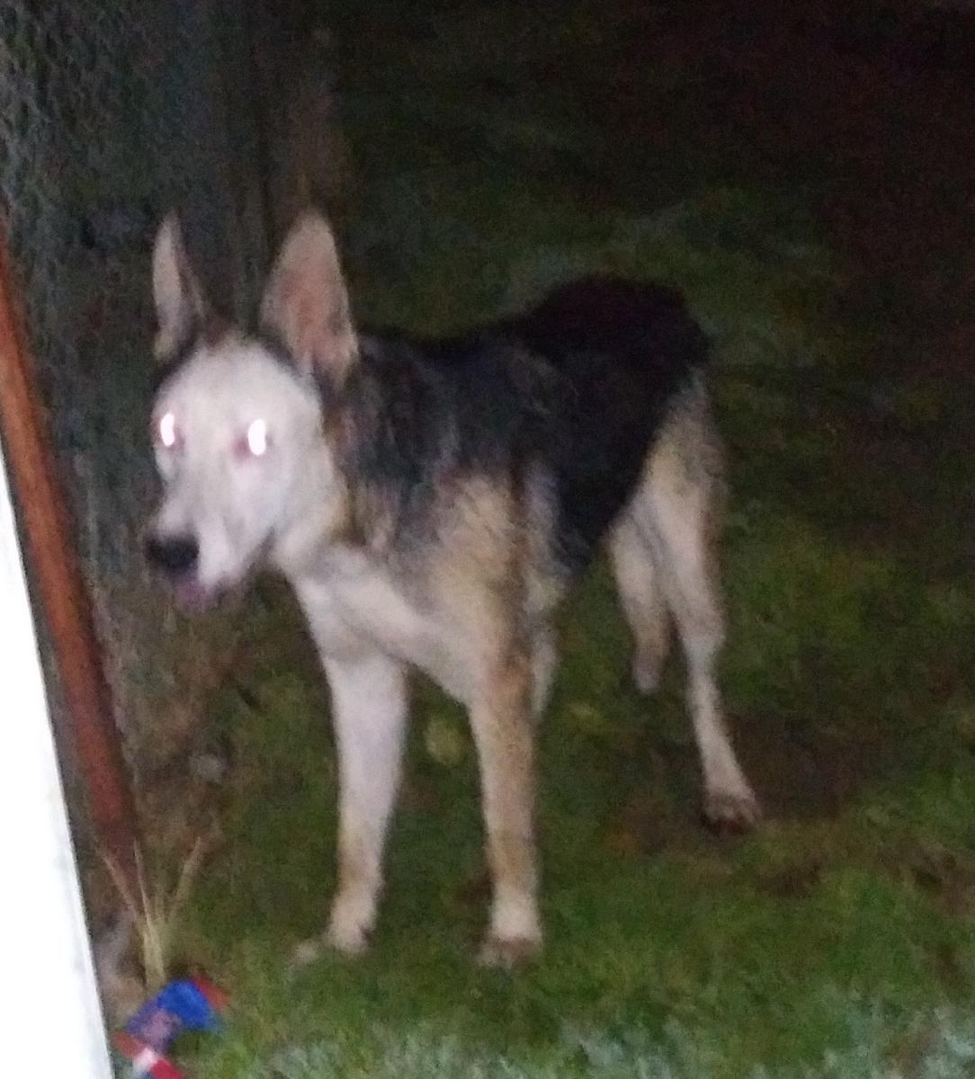 Image of N/a, Lost Dog