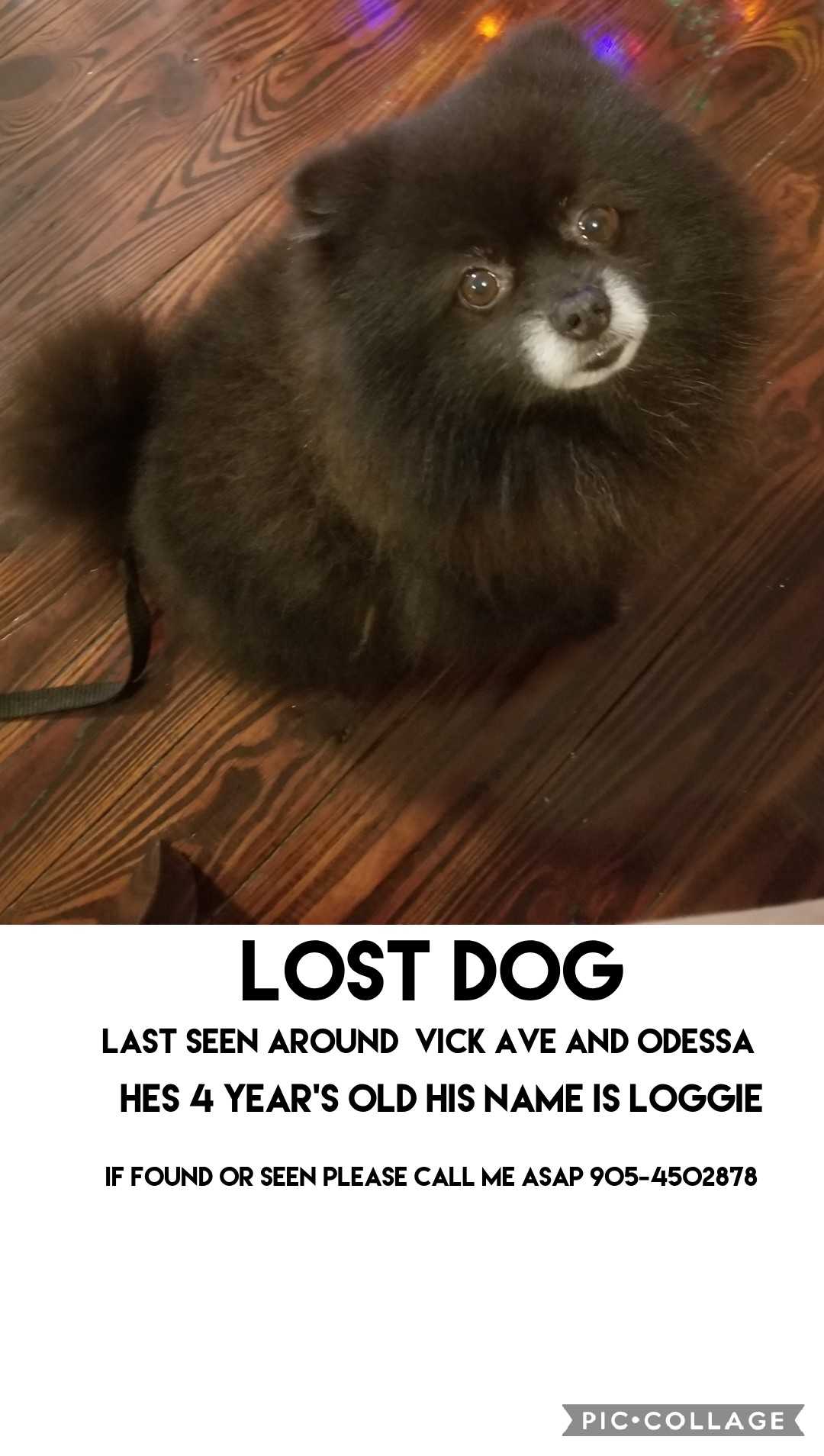 Image of loggie, Lost Dog