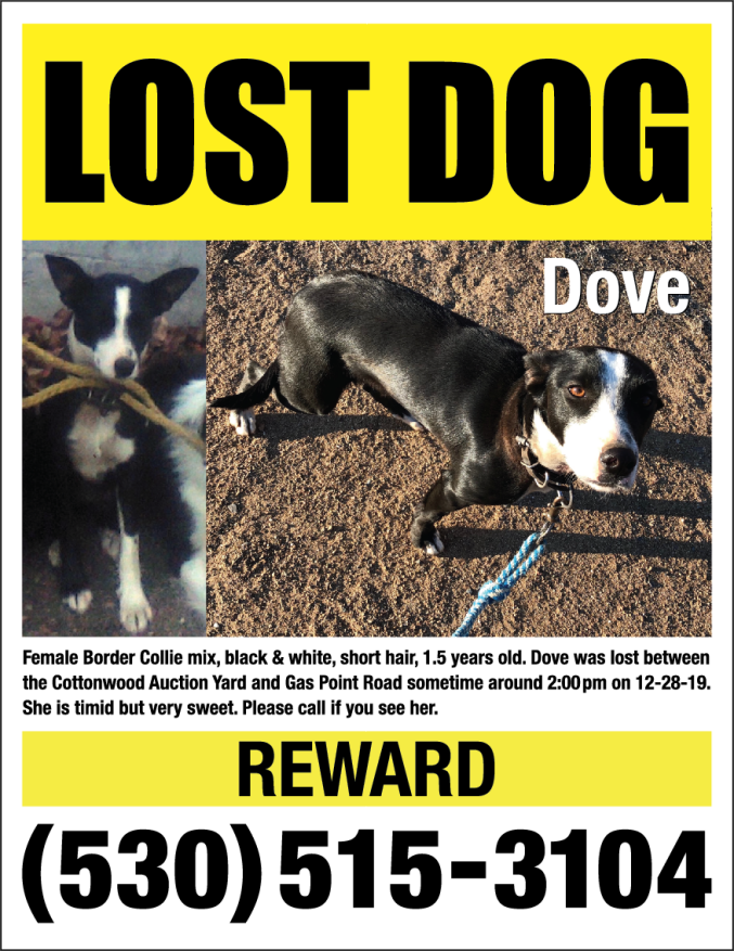 Image of Dove, Lost Dog