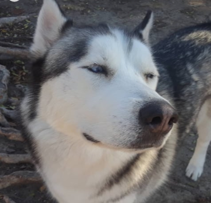 Image of Cocuyo, Lost Dog