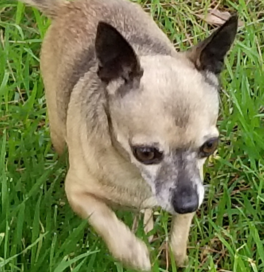 Image of Mecky, Lost Dog