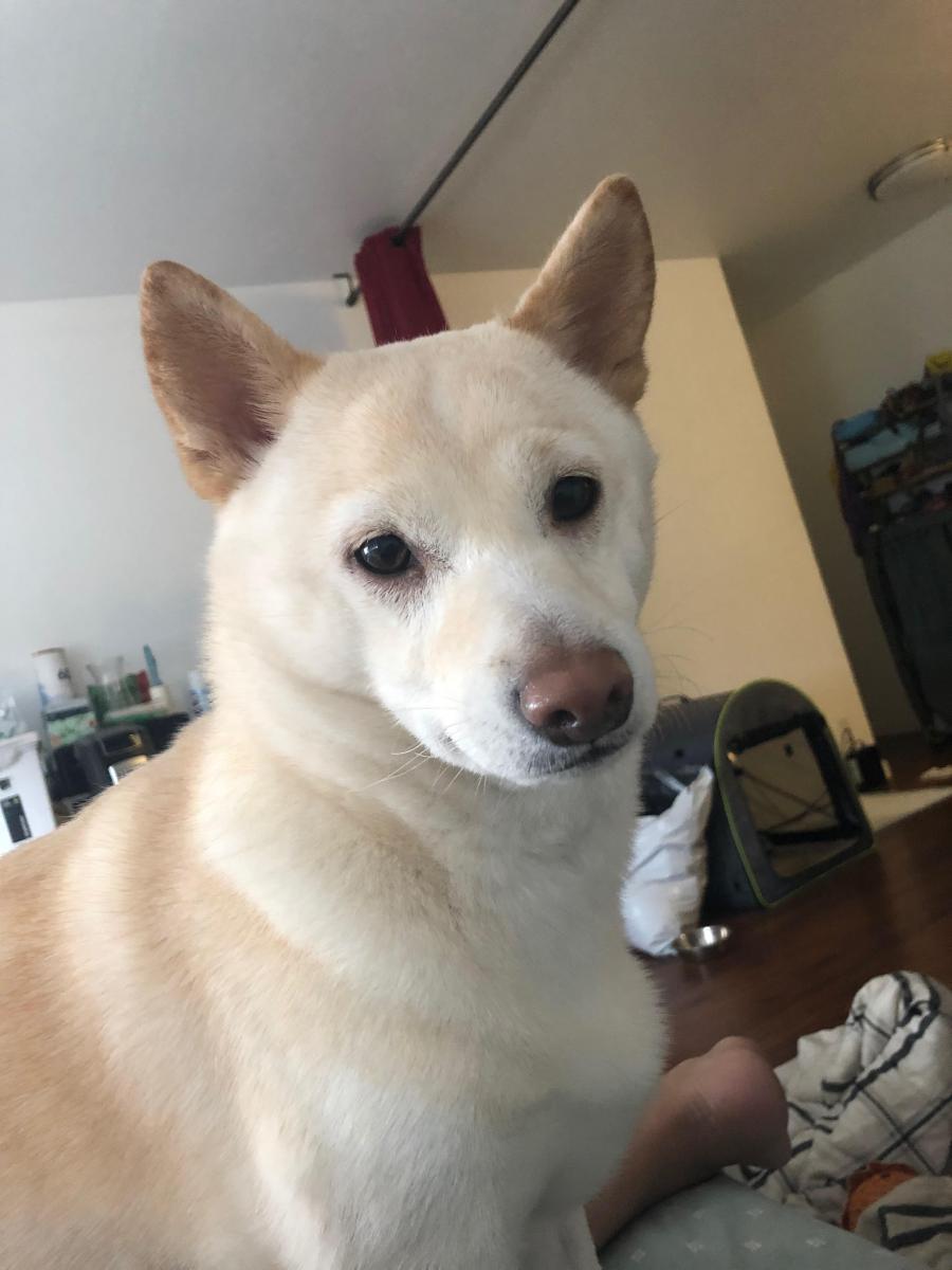 Image of Momo, Lost Dog