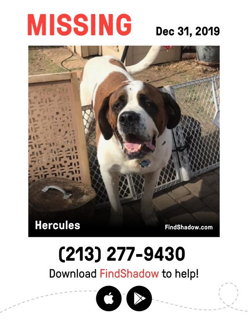 Image of Hercules, Lost Dog