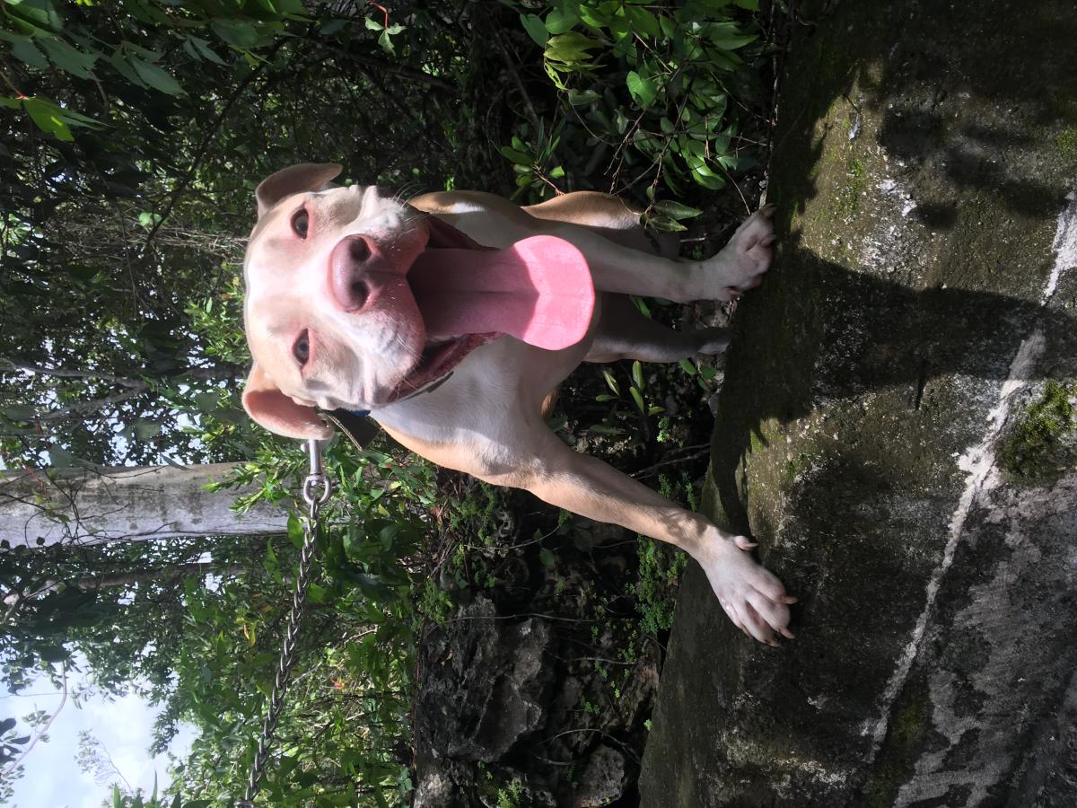 Image of Athena- tag Duende, Lost Dog