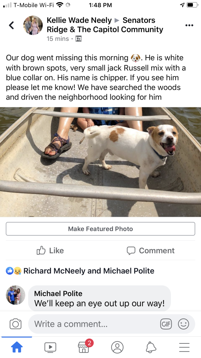 Image of Chipper, Lost Dog