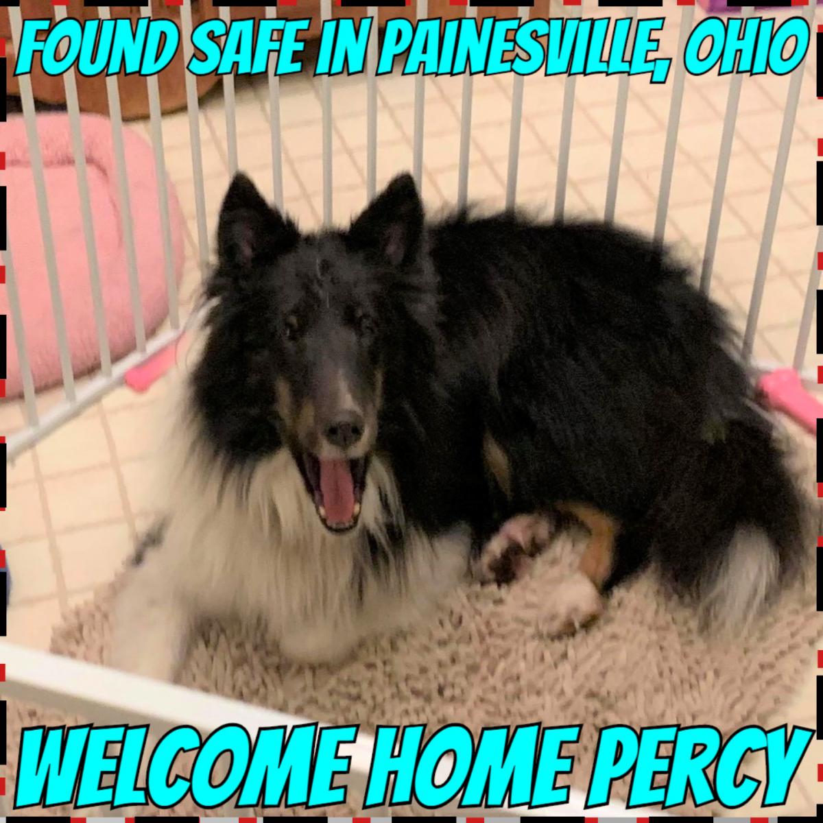 Image of Percy, Lost Dog