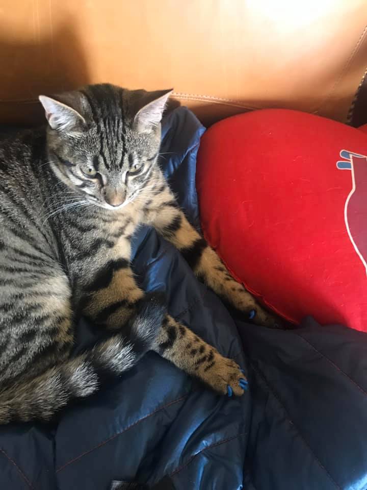 Image of Cisco Kiddy, Lost Cat