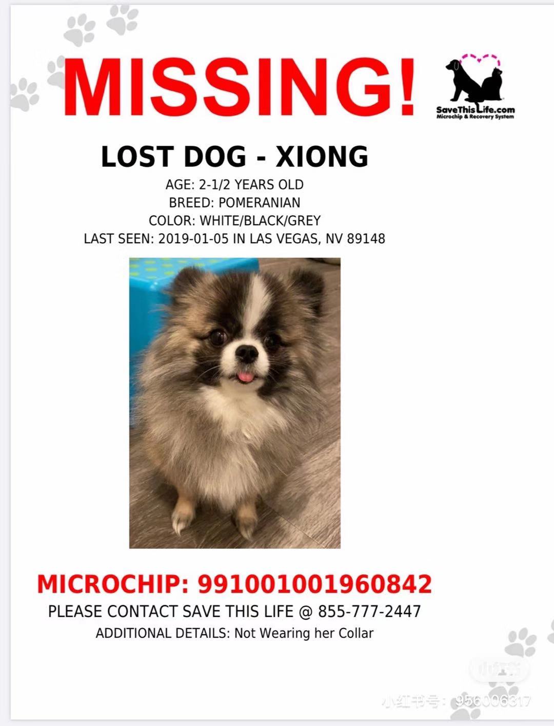Image of Xiong Xiong, Lost Dog