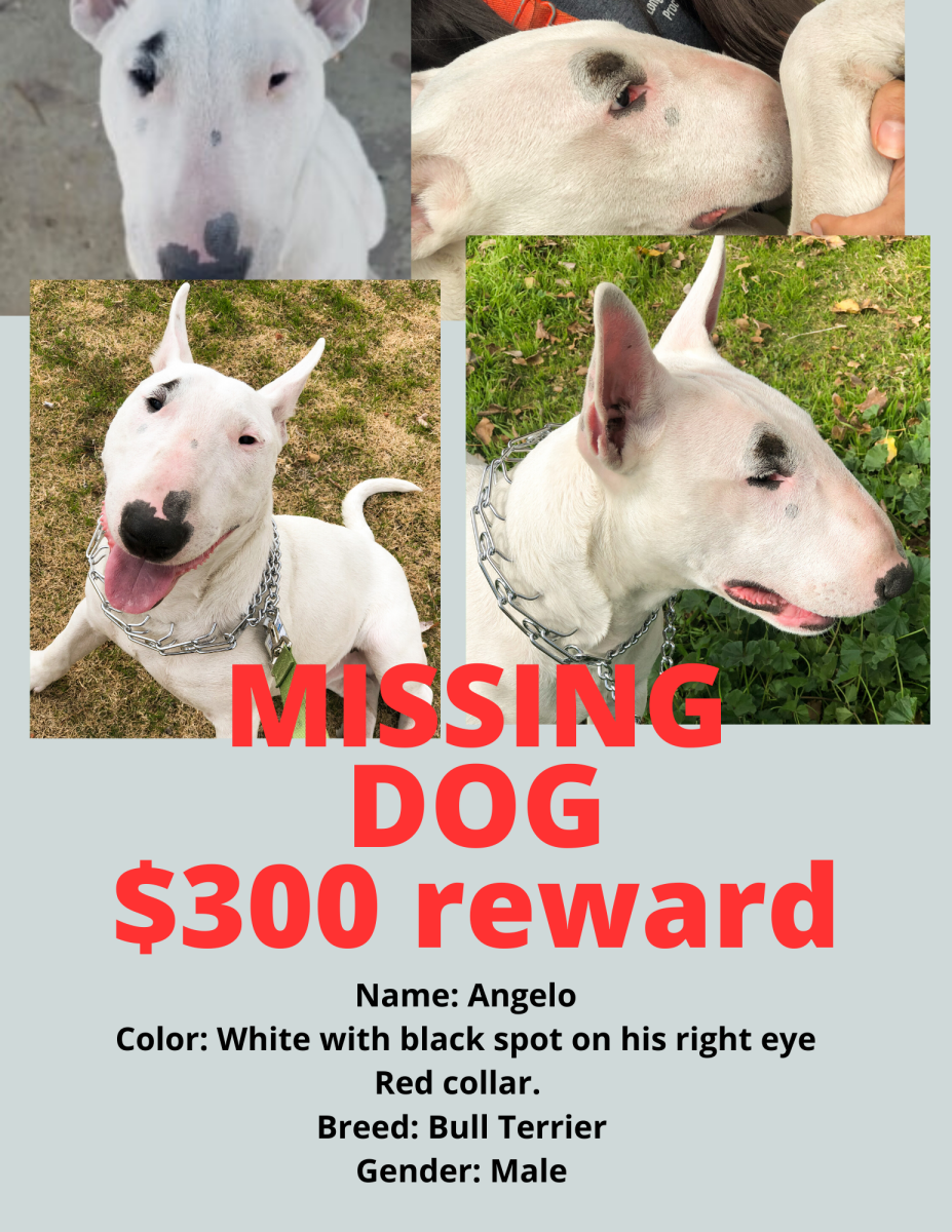 Image of Angelo, Lost Dog
