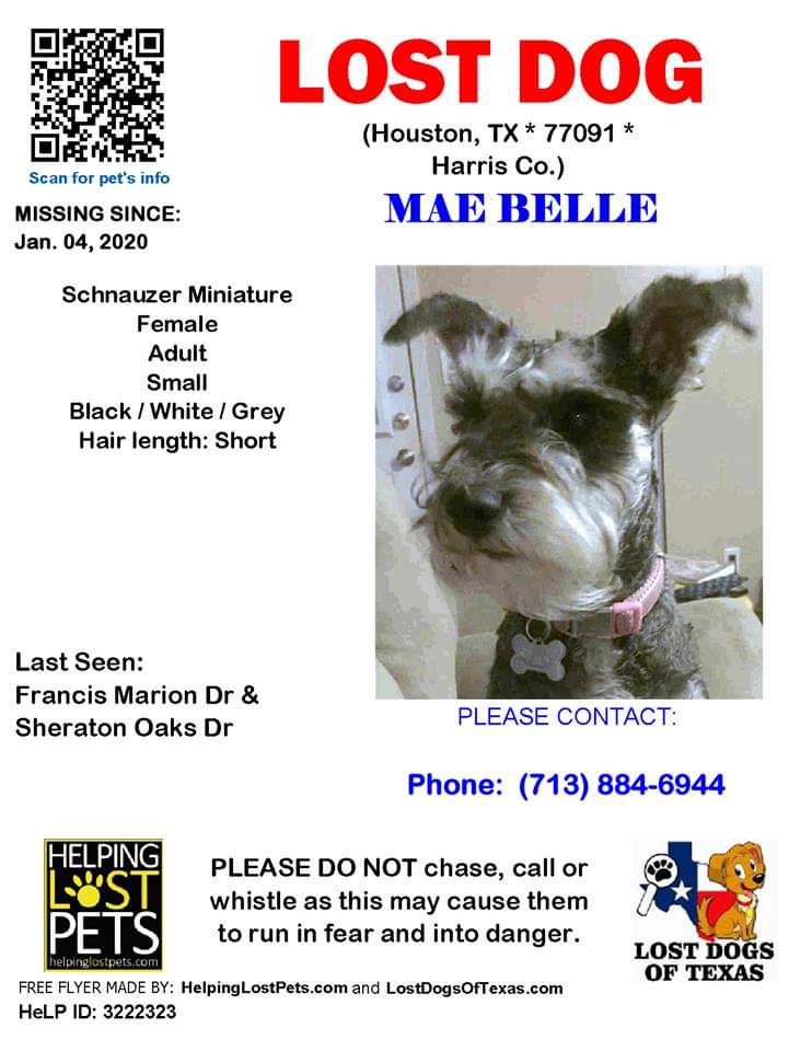 Image of Mae Belle, Lost Dog
