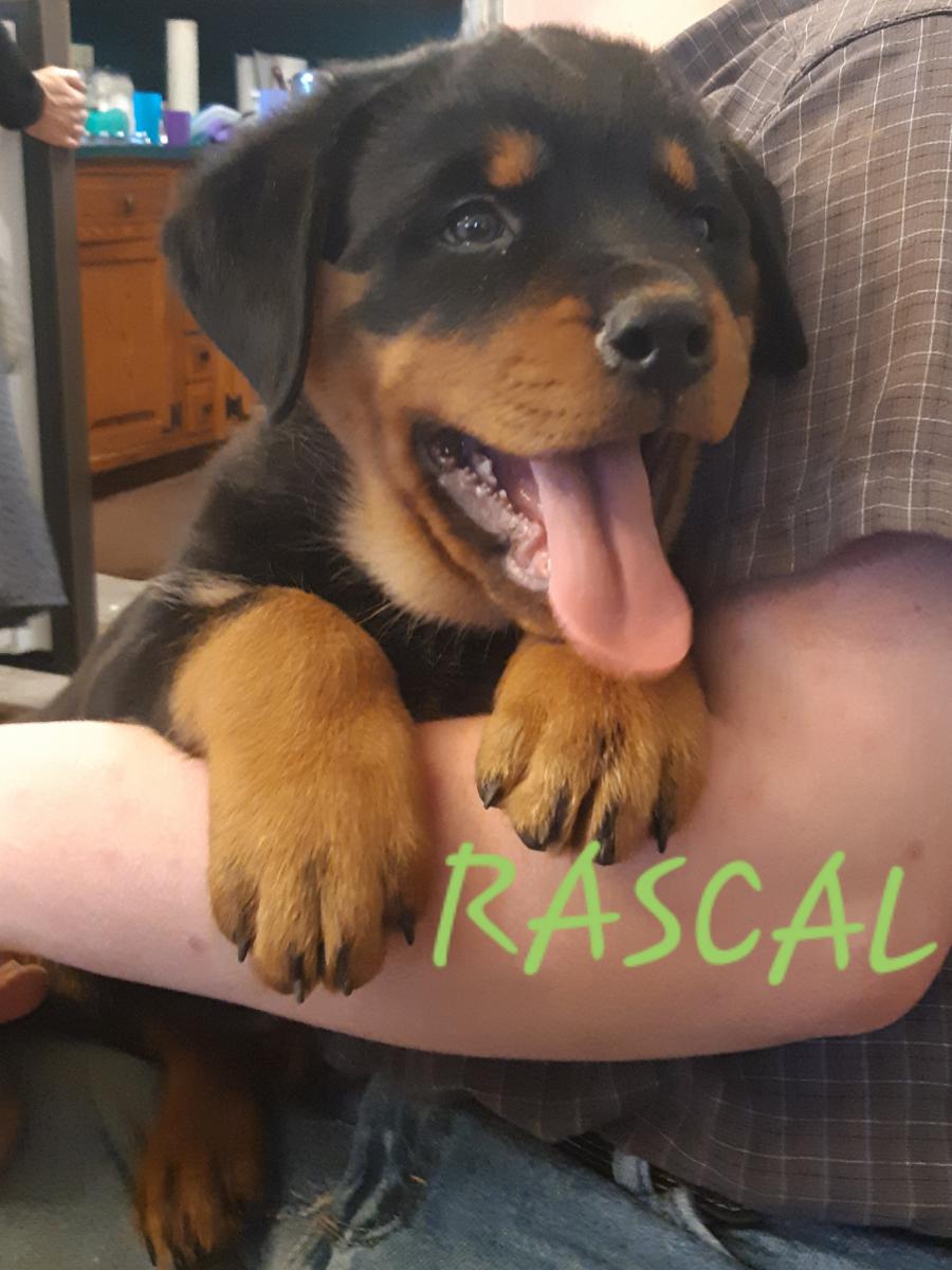 Image of RASCAL, Lost Dog