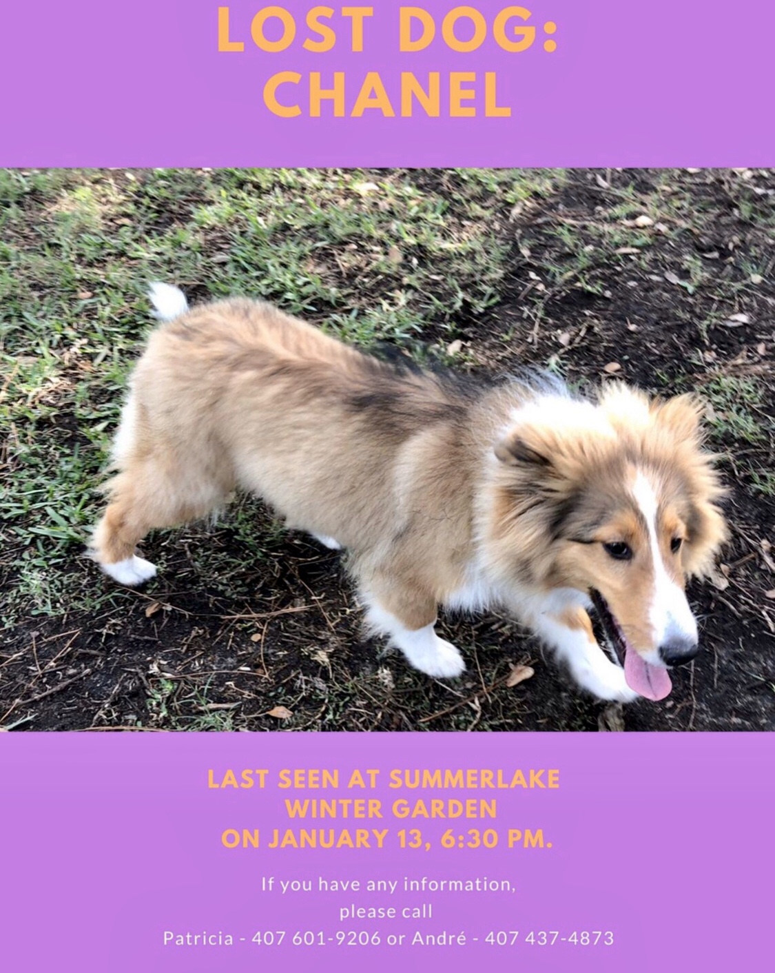 Image of CHANEL, Lost Dog