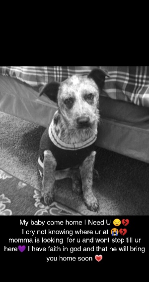 Image of Ruperto, Lost Dog