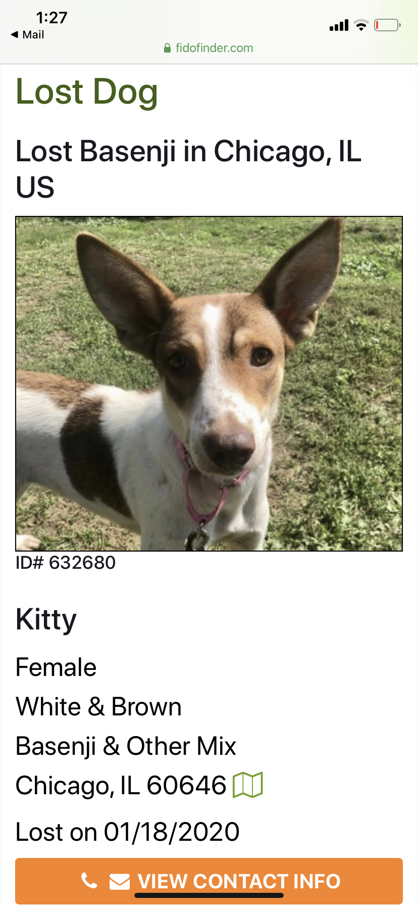Image of Kitty, Lost Dog