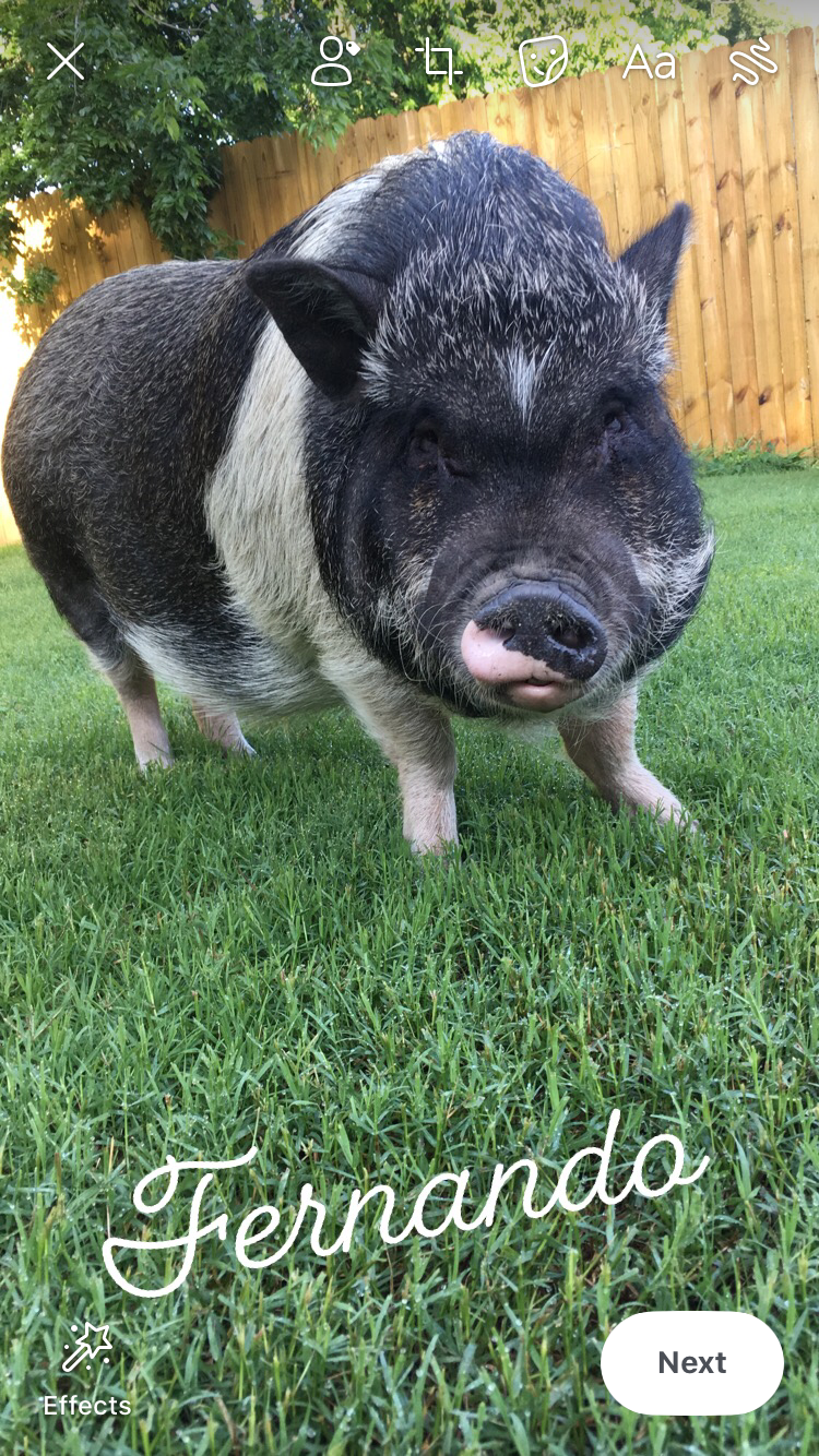 Image of Fernando, Lost Pig