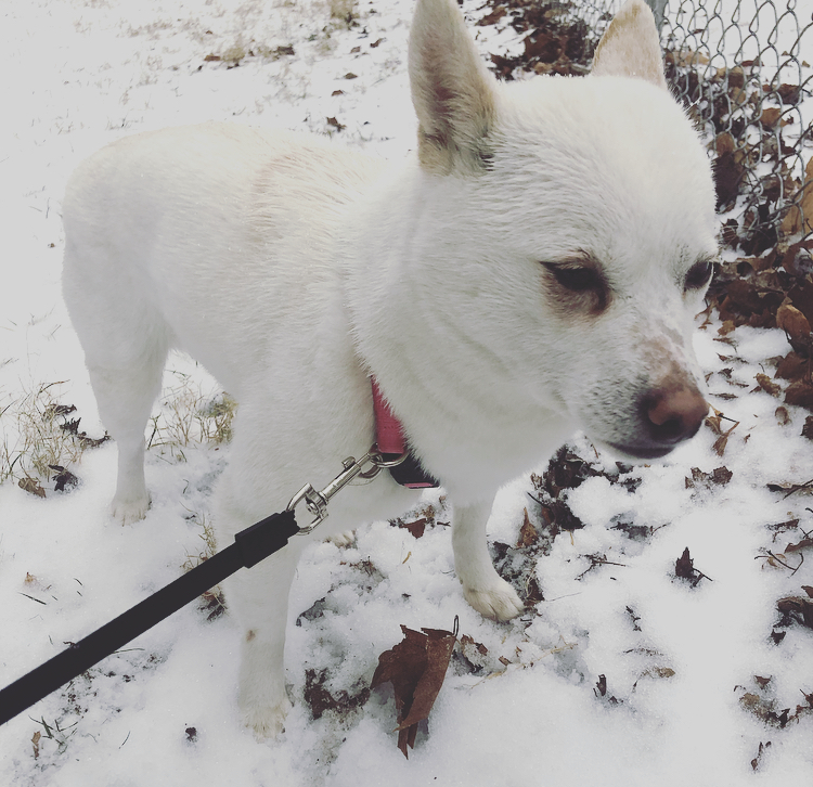Image of Missy Snow, Lost Dog