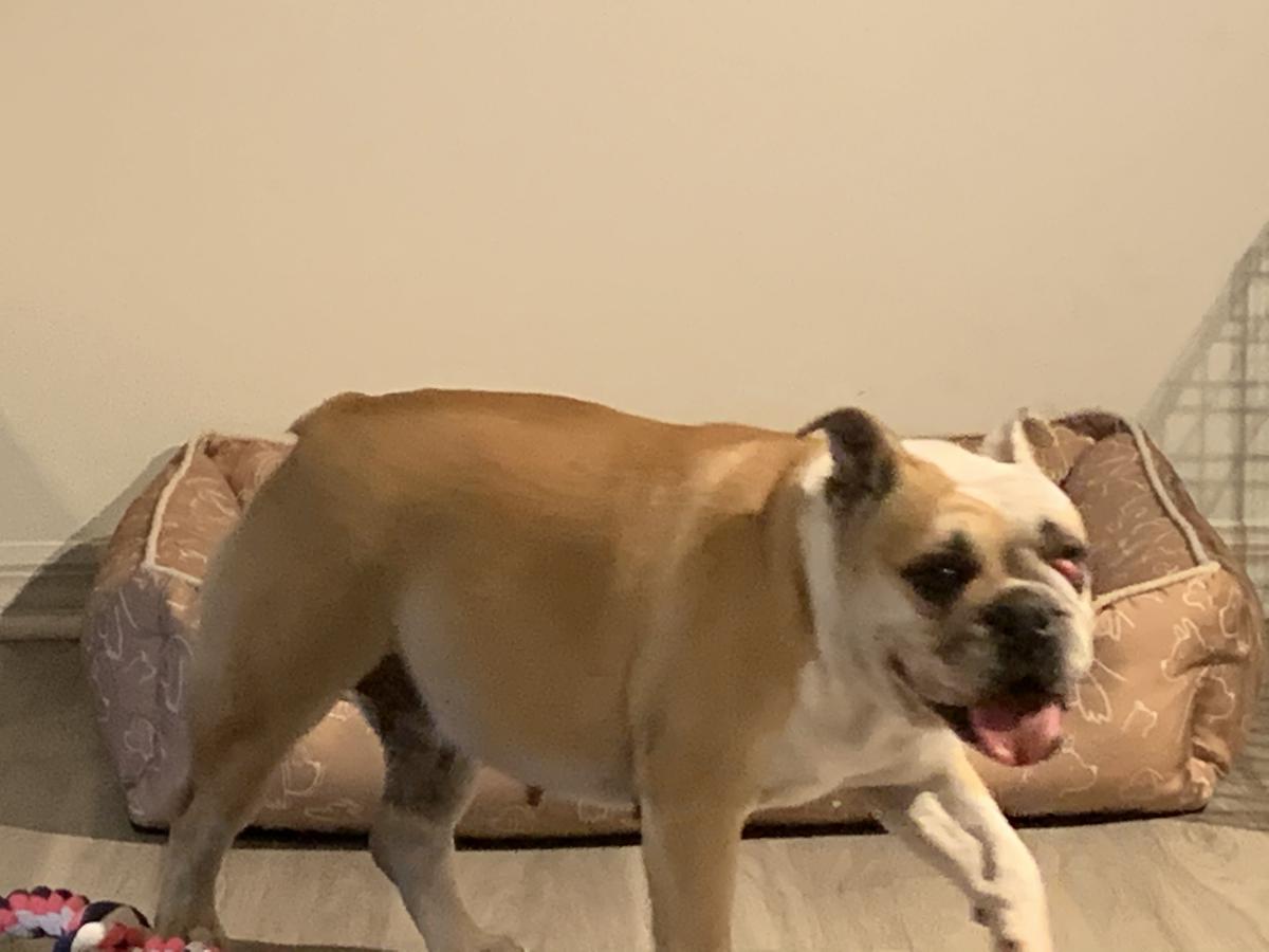 Image of chunky fat girl, Lost Dog