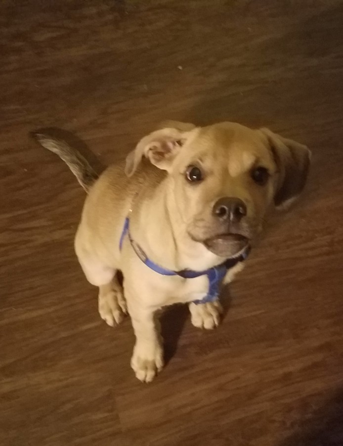 Image of Brody, Lost Dog